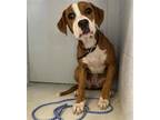 Adopt SNAXS a Boxer