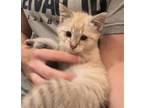 Adopt LINK a Siamese