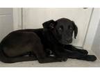 Adopt FORREST a German Shepherd Dog