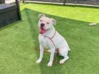 Adopt BANJO a Boxer