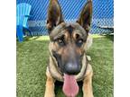 Adopt Furdinand a German Shepherd Dog