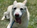 Adopt MAX a Siberian Husky, German Shepherd Dog