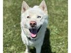Adopt PETER a Siberian Husky