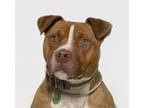 Adopt MERCURY a Pit Bull Terrier