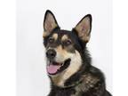 Adopt WOODY a German Shepherd Dog