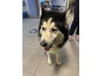 Adopt MALCOLM a Alaskan Malamute