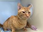 Adopt ARCHIE a Domestic Short Hair