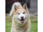 Adopt NUTMEG a Siberian Husky