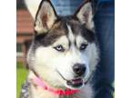 Adopt ALFIE a Siberian Husky