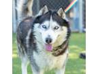 Adopt MCGINTY a Siberian Husky
