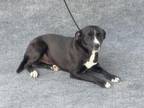 Adopt AUBREE a Pit Bull Terrier, Mixed Breed
