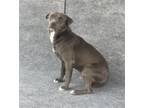 Adopt IRIS a Pit Bull Terrier, Mixed Breed