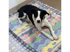 Adopt Pepper a McNab