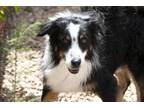 Adopt Beauford a Australian Shepherd