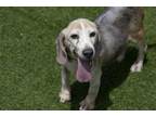 Adopt Stormy a Beagle