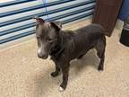 Adopt MARLO a Blue Lacy