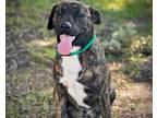Adopt BREADSTICK a Labrador Retriever, Mixed Breed