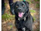 Adopt QUINCY a Labrador Retriever, Mixed Breed