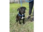 Adopt OSCAR a Mixed Breed