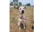 Adopt FOREST a Australian Cattle Dog / Blue Heeler