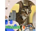 Adopt PHARAOH a Domestic Short Hair