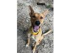 Adopt BONGO a German Shepherd Dog, Mixed Breed