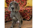 Adopt Sir aka Samm Elliot a Weimaraner