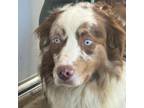 Adopt Bravo 9565 a Australian Shepherd