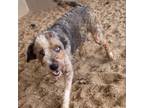 Adopt Banjo 9354 a Australian Shepherd, Poodle