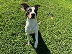 Adopt DODGER a Pit Bull Terrier