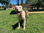 Adopt JASPER a Pit Bull Terrier