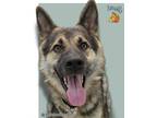 Adopt Smalls a German Shepherd Dog, Mixed Breed