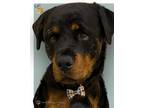 Adopt Carl a Rottweiler, Mixed Breed