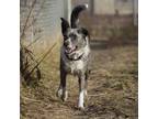 Adopt Kittle a Australian Cattle Dog / Blue Heeler, Australian Shepherd