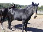 Adopt Lil Wayne a Mule