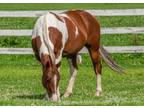 Adopt Sonny a Paint / Pinto