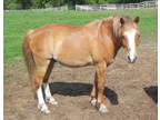 Adopt Mistletoe a Pony