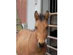 Adopt Samule a Mule