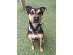 Adopt Ryder a Rottweiler, Mixed Breed