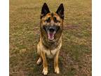 Adopt Gnarls Barkley a German Shepherd Dog