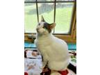 Adopt Eros / Sonder a Siamese, Domestic Short Hair