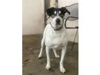 Adopt Charlie a Labrador Retriever, Treeing Walker Coonhound