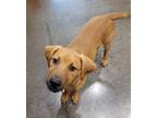 Adopt Elliott a Redbone Coonhound