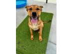 Adopt PUDDING a Shar-Pei, Australian Shepherd