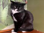 Adopt SPOOKY a Domestic Short Hair