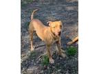 Adopt Dougie a Pit Bull Terrier