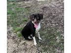 Adopt Ambros a Black Labrador Retriever, Border Collie