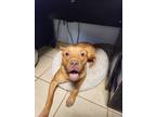 Adopt Charlie/cornbread a Pit Bull Terrier