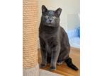 Adopt Greyson a Domestic Short Hair, British Shorthair