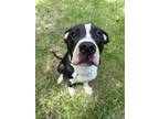 Adopt Sparky a Terrier, Great Dane